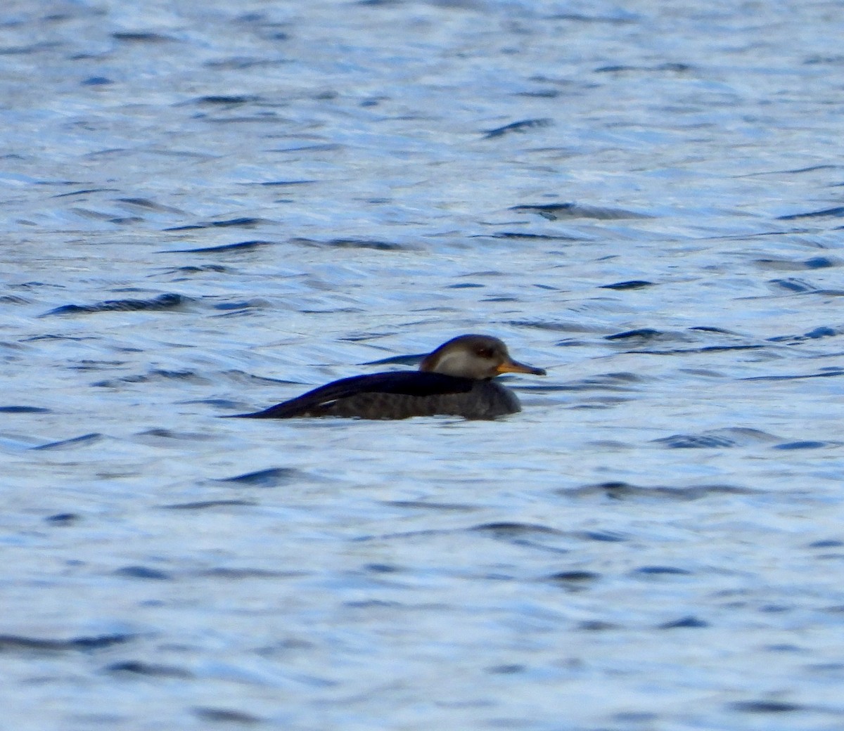 Hooded Merganser - ML646257695