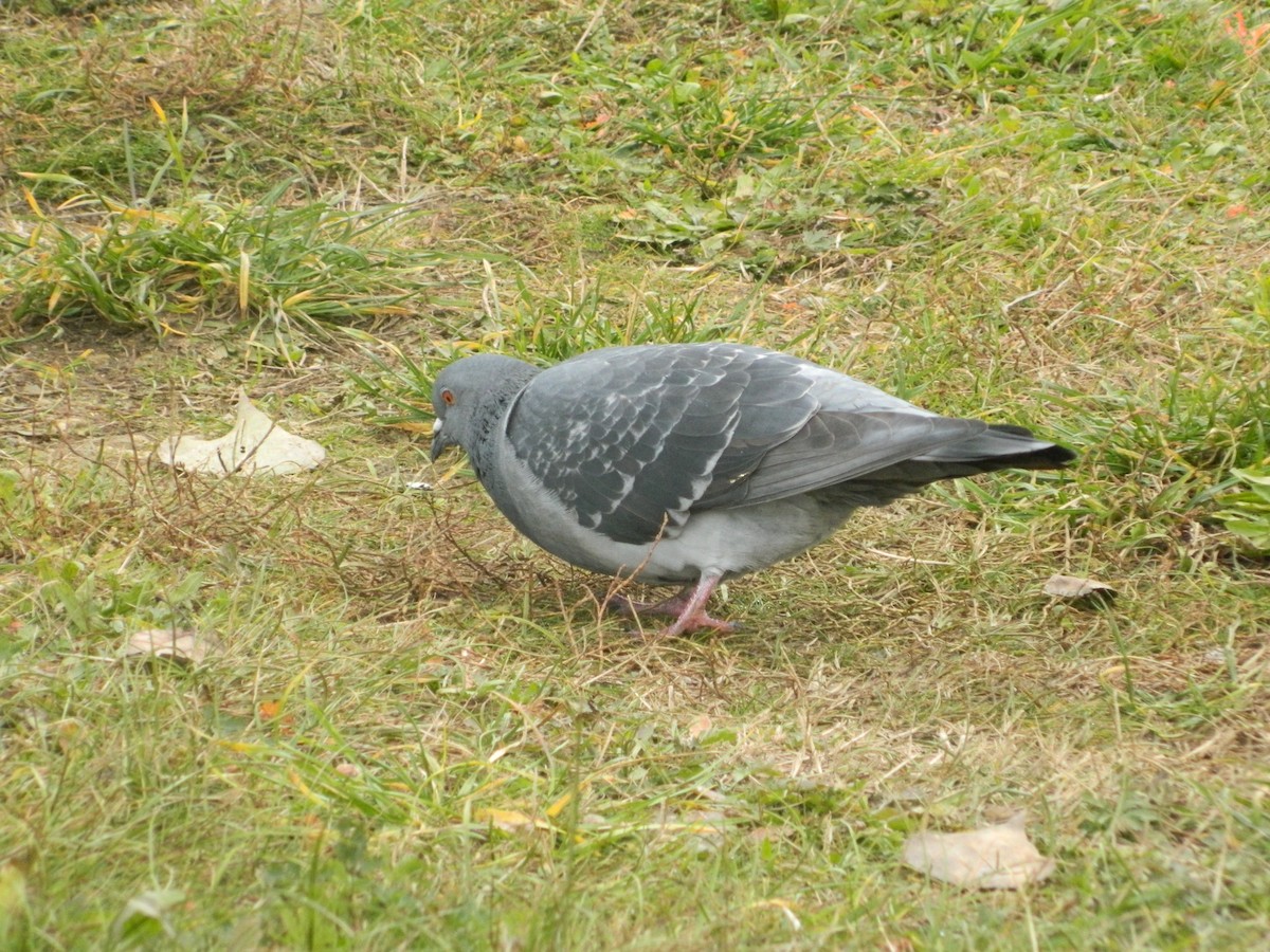 Kaya Güvercini (evcil tip) - ML646257699