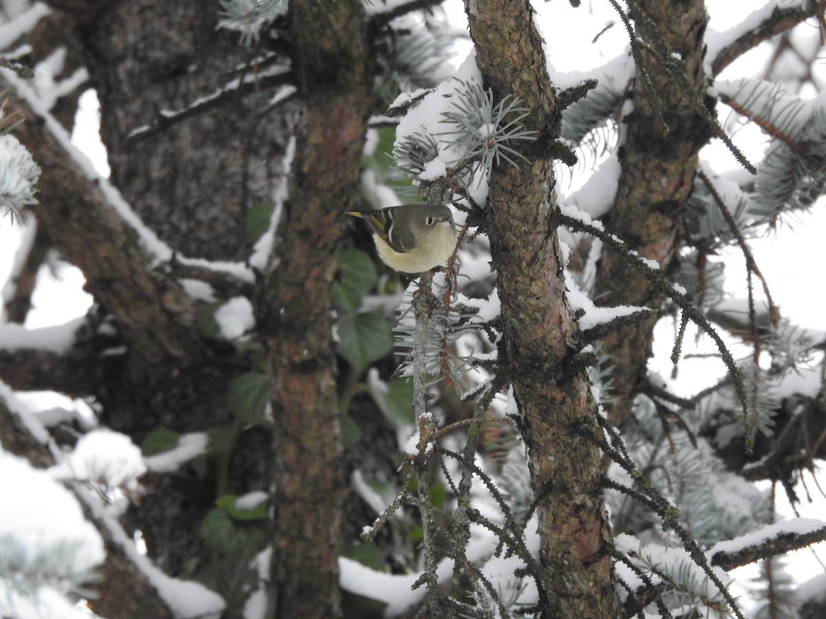 Ruby-crowned Kinglet - ML646257701