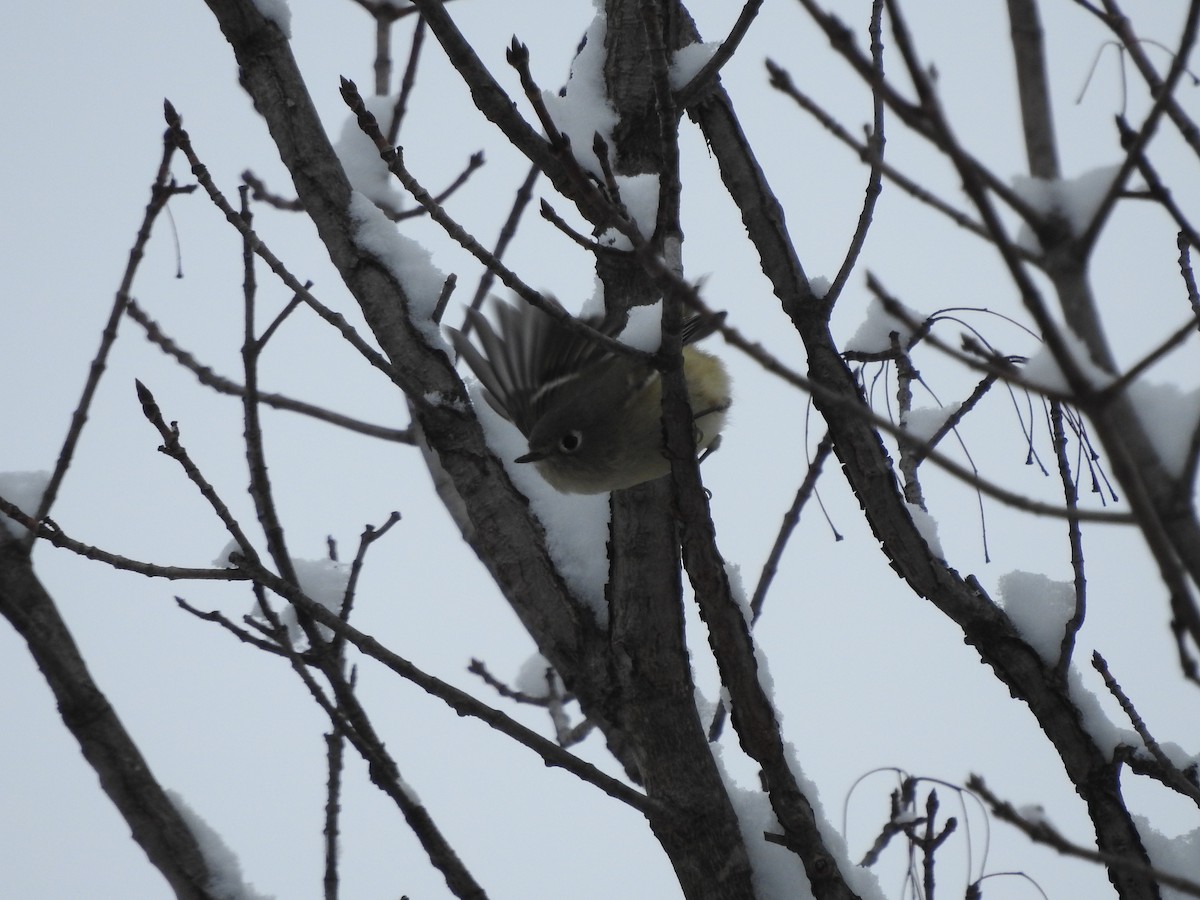 Ruby-crowned Kinglet - ML646257702