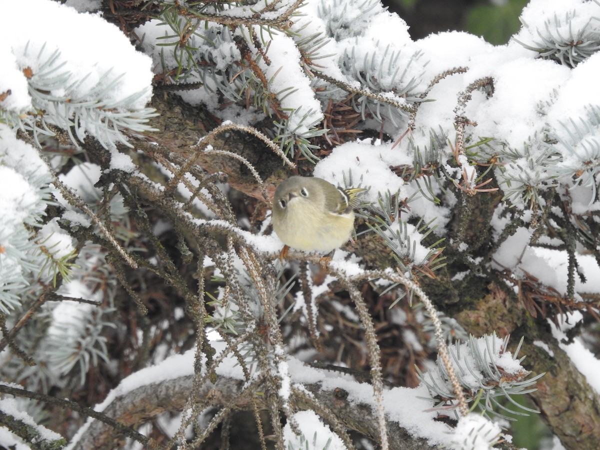 Ruby-crowned Kinglet - ML646257703