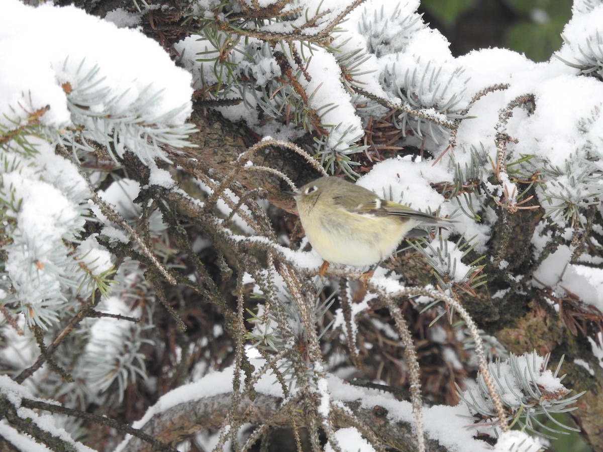 Ruby-crowned Kinglet - ML646257704