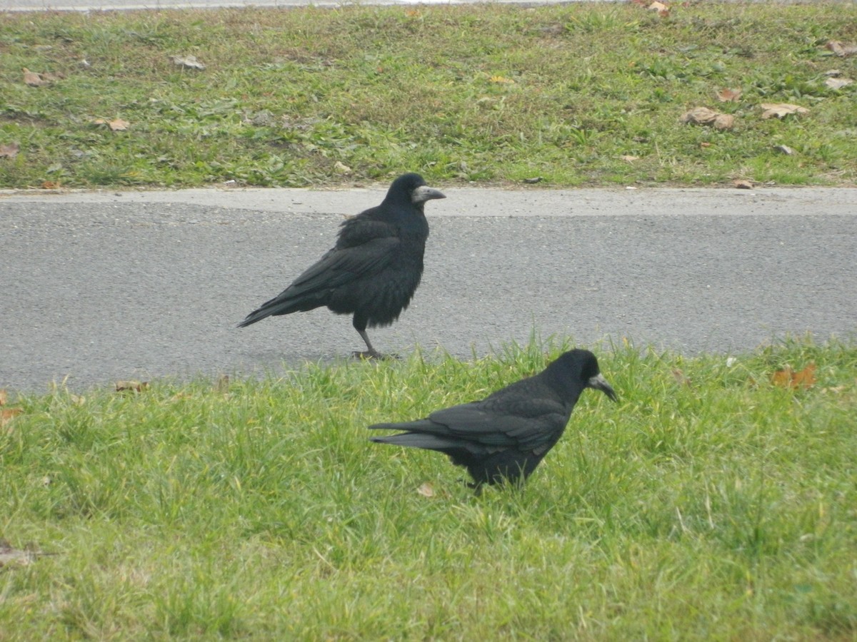 Ekin Kargası - ML646257705