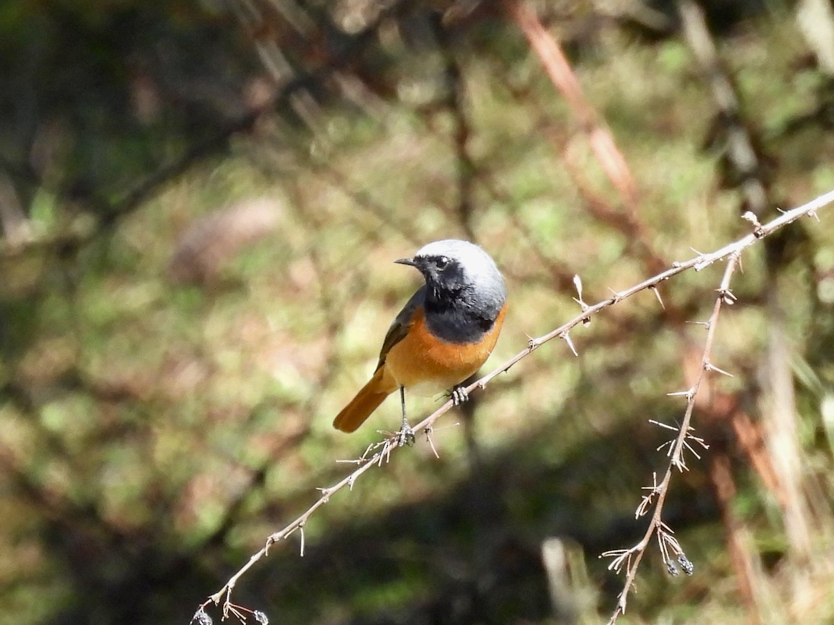 Hodgson's Redstart - ML646257708