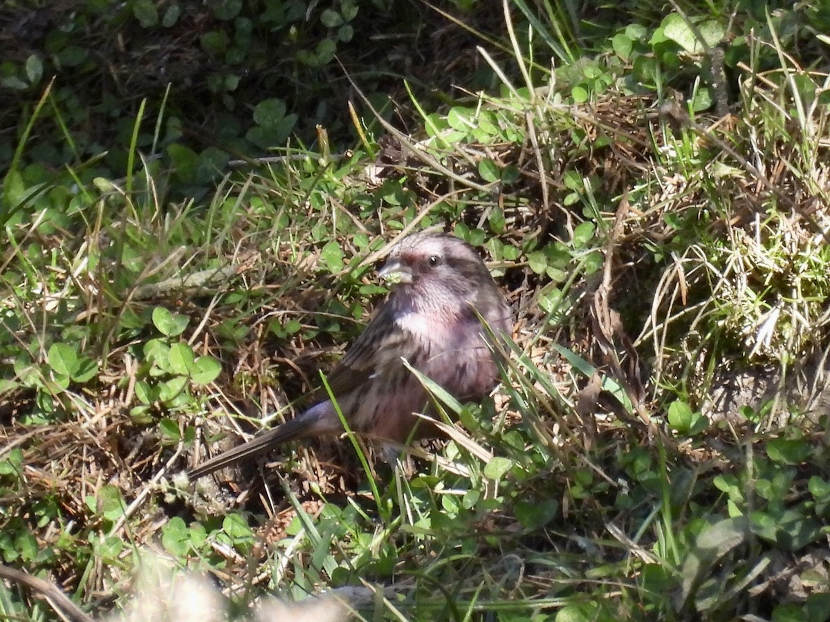 Himalayan Beautiful Rosefinch - ML646257714