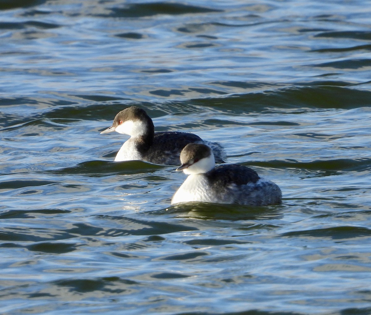 ミミカイツブリ - ML646257716