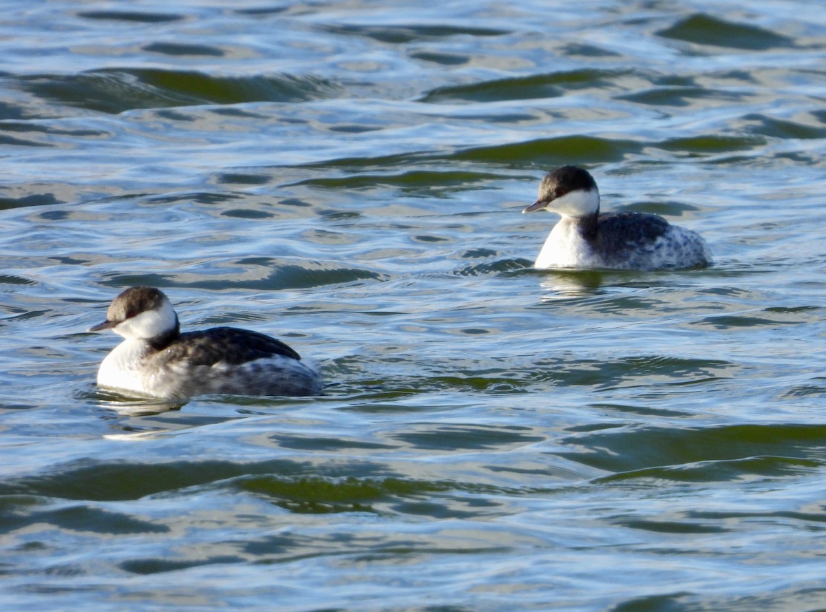 ミミカイツブリ - ML646257717