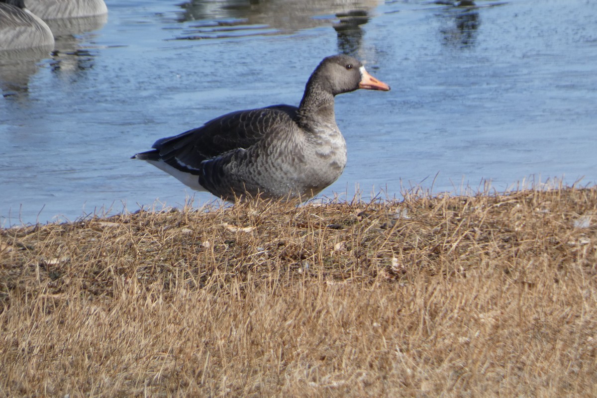 Greater White-fronted Goose - ML646257721