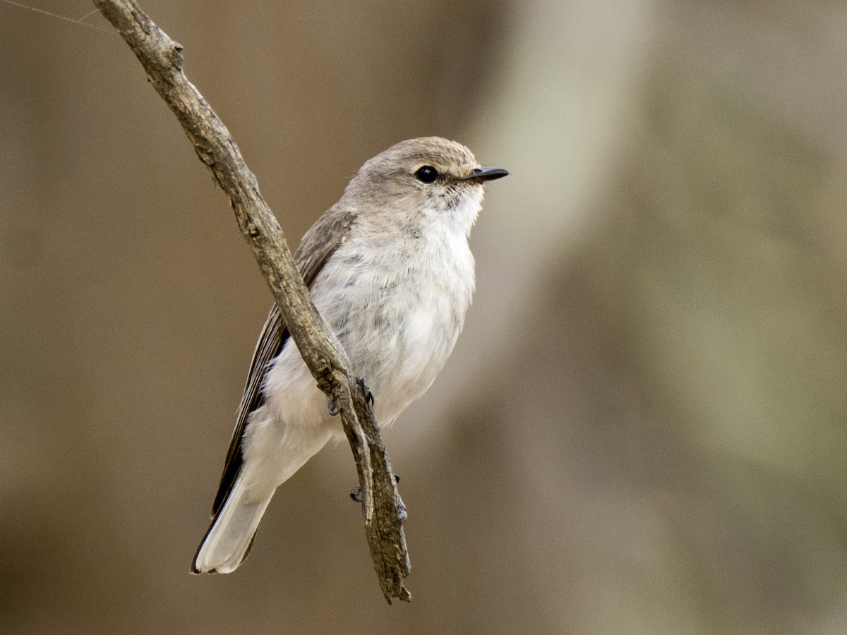 Avustalya Şakıcı Sinekkapanı - ML646257737