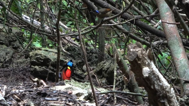 Mavi Tepeli Cennetkuşu - ML646257751