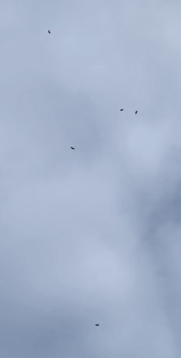 orel bělohlavý - ML646257752