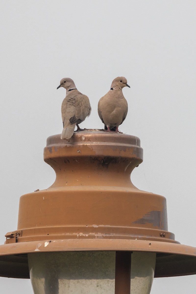 Tortora dal collare - ML646257755