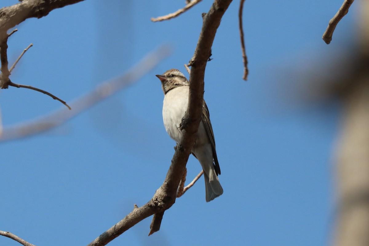 Yellow-throated Bush Sparrow - ML646257763