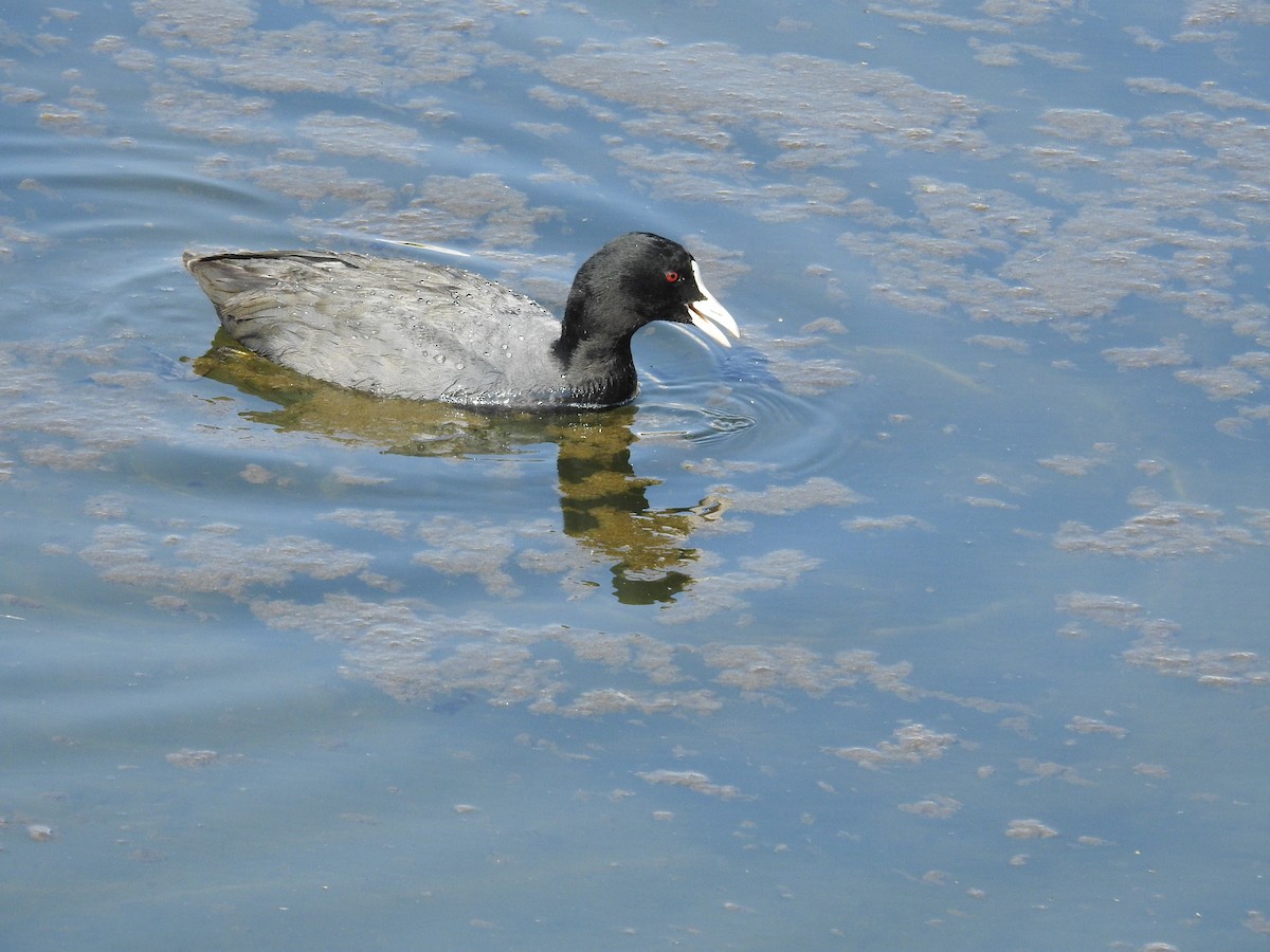 Eurasian Coot - ML646257768