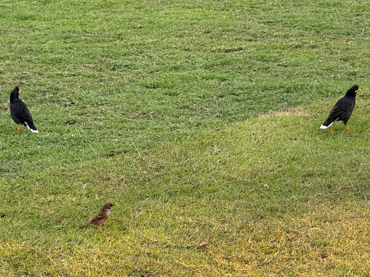 Great Myna - ML646257769