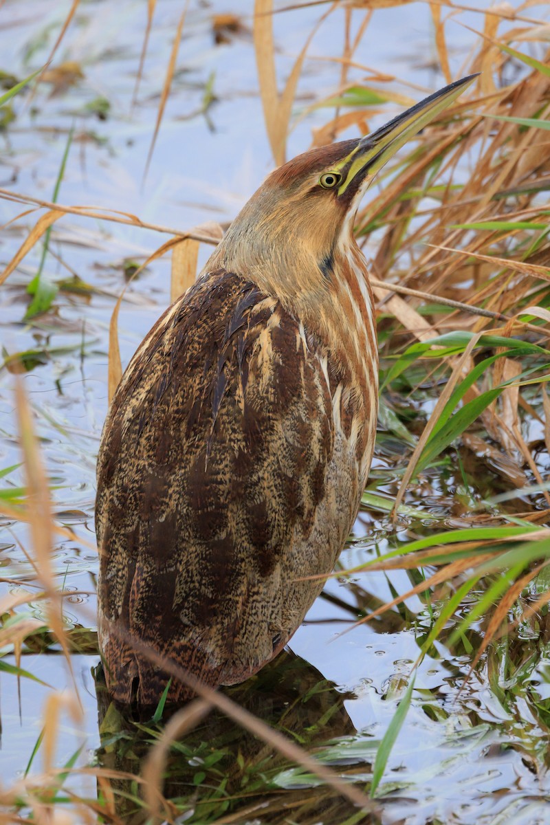 Американская выпь - ML646257771