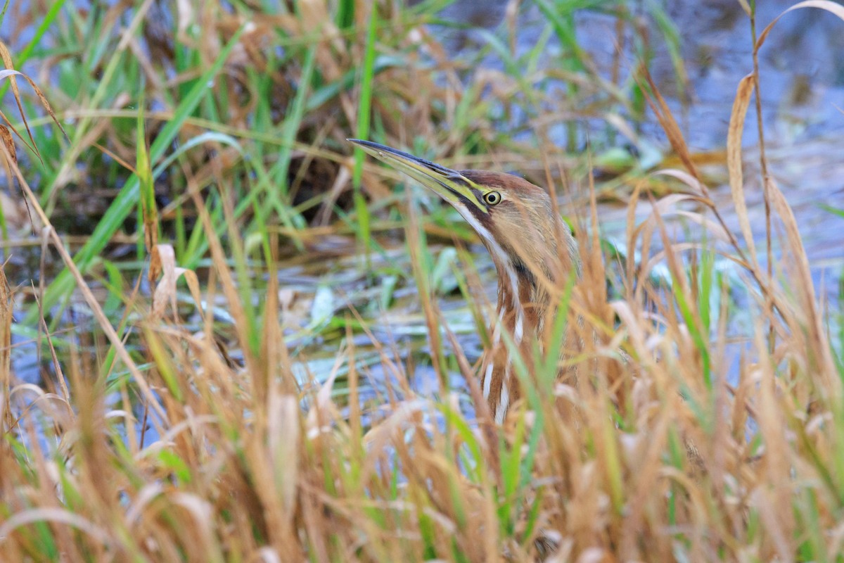 Американская выпь - ML646257772