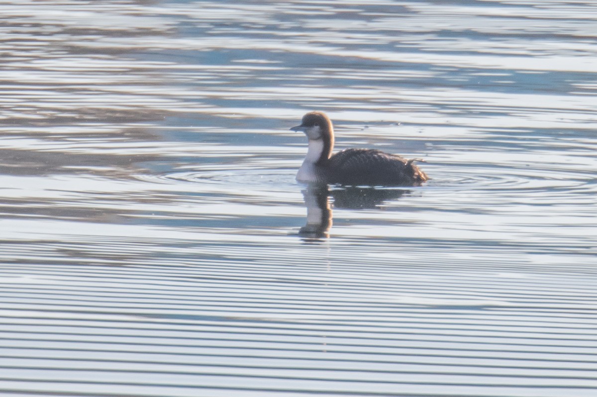 Pacific Loon - ML646257773