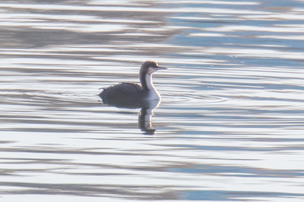Pacific Loon - ML646257774