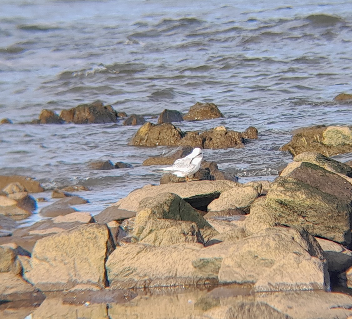 Snowy-crowned Tern - ML646257776