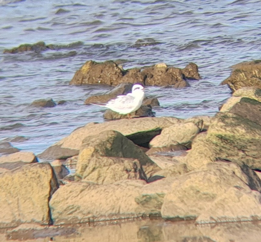 Snowy-crowned Tern - ML646257777