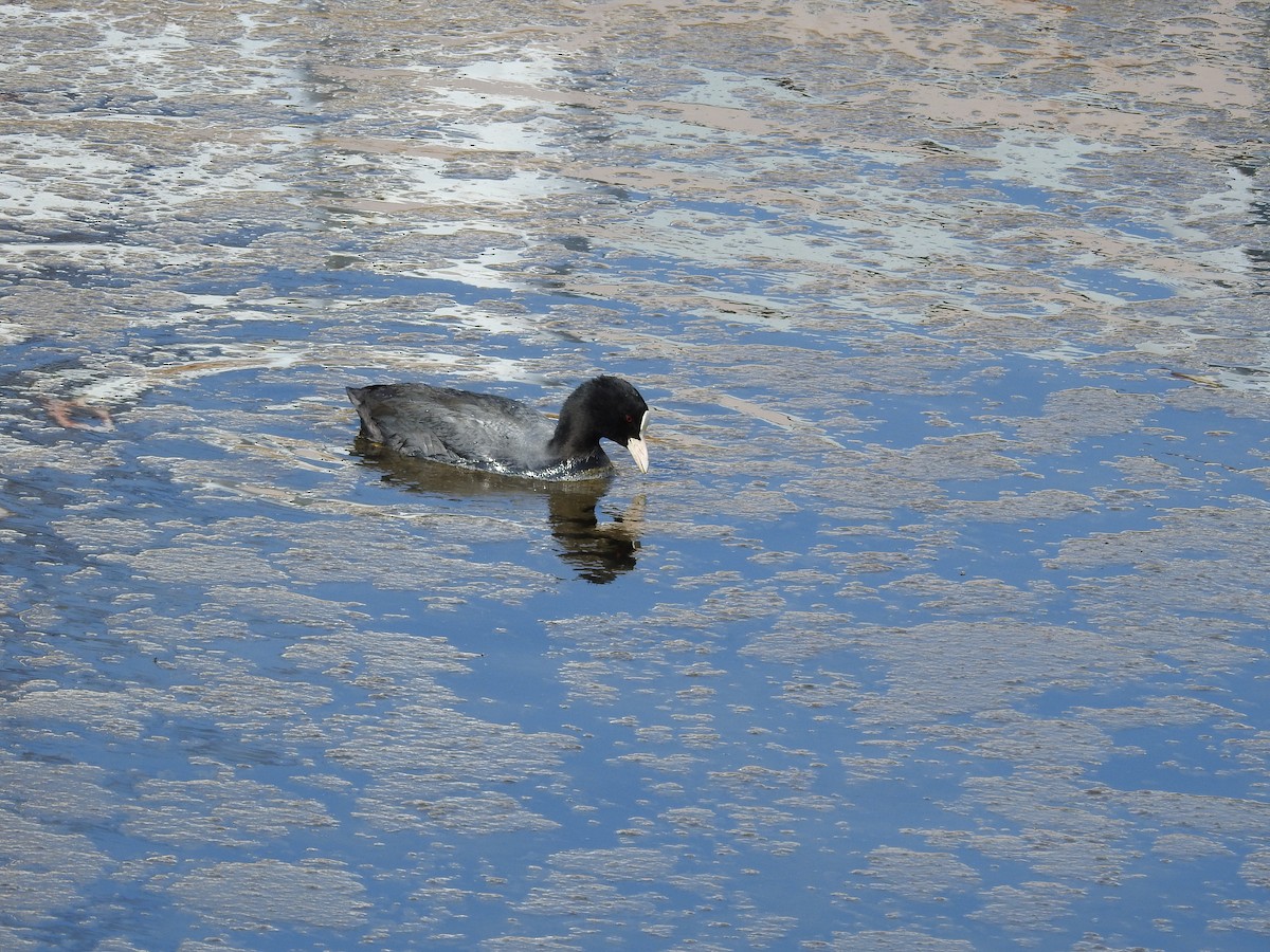 Eurasian Coot - ML646257778