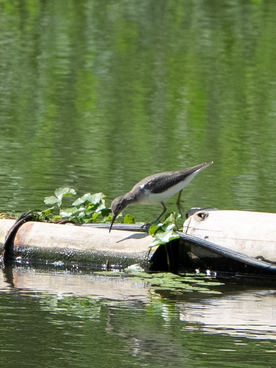 Solitary Sandpiper - ML646257791