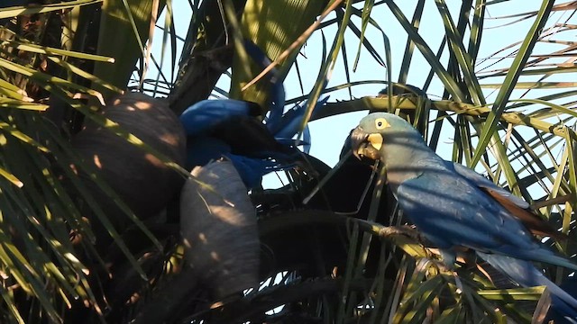 Lear Arası - ML646257792