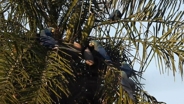 Lear Arası - ML646257793