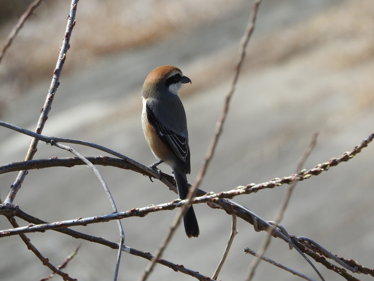 Bull-headed Shrike - ML646257794