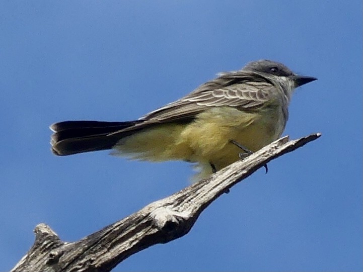 Cassin's Kingbird - ML646257797