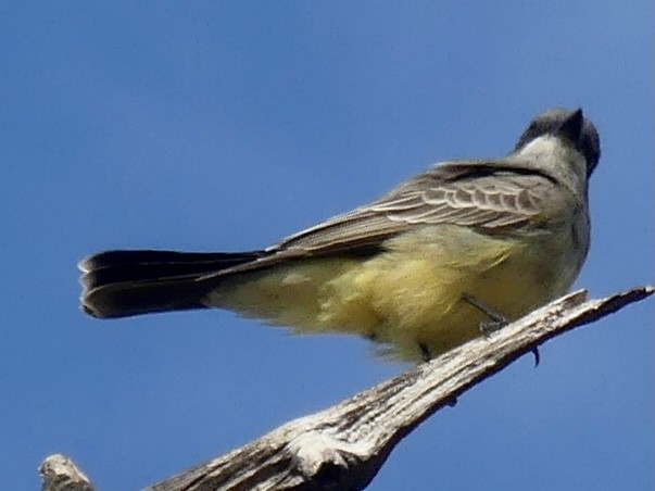 Cassin's Kingbird - ML646257798