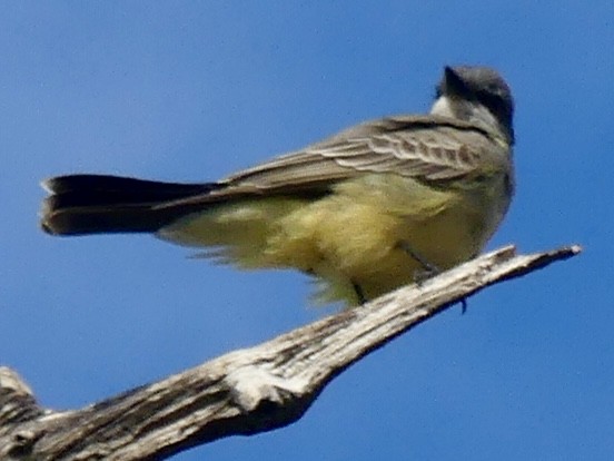 Cassin's Kingbird - ML646257799