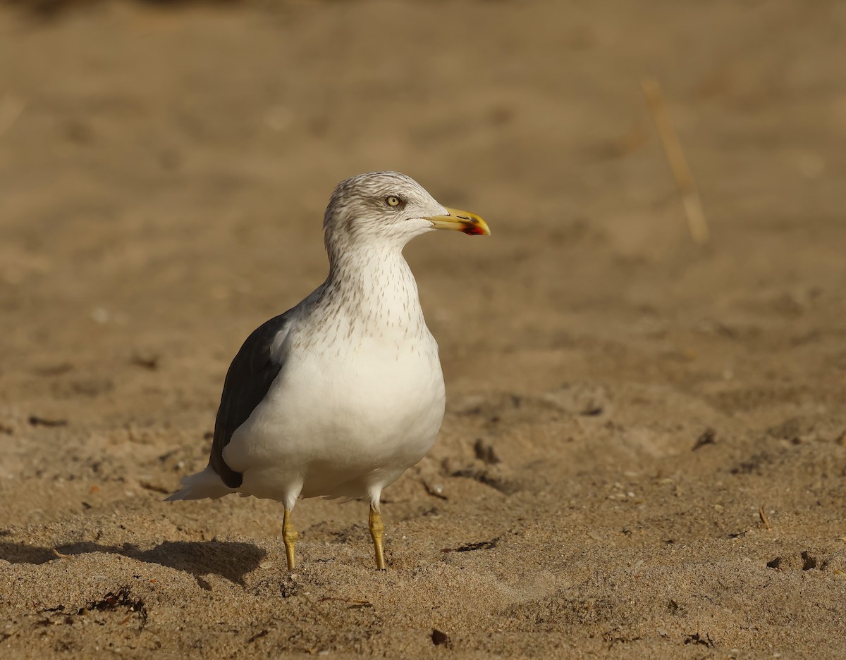Gaviota Sombría - ML646257801