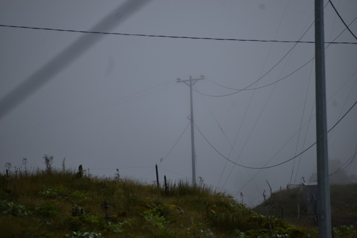 Broad-winged Hawk - ML646257807