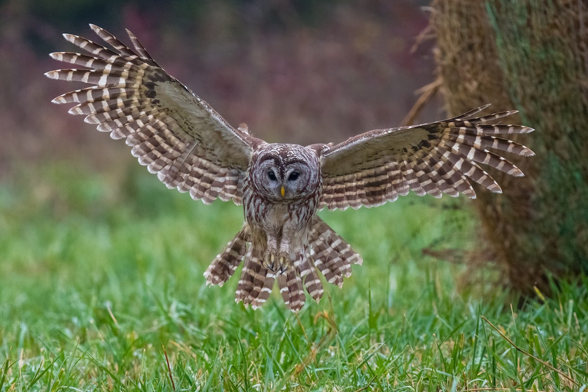 Barred Owl - ML646257808