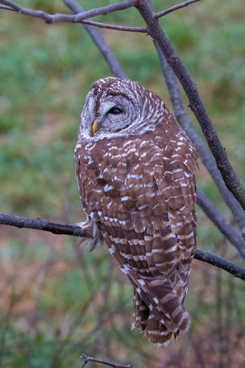 Barred Owl - ML646257809