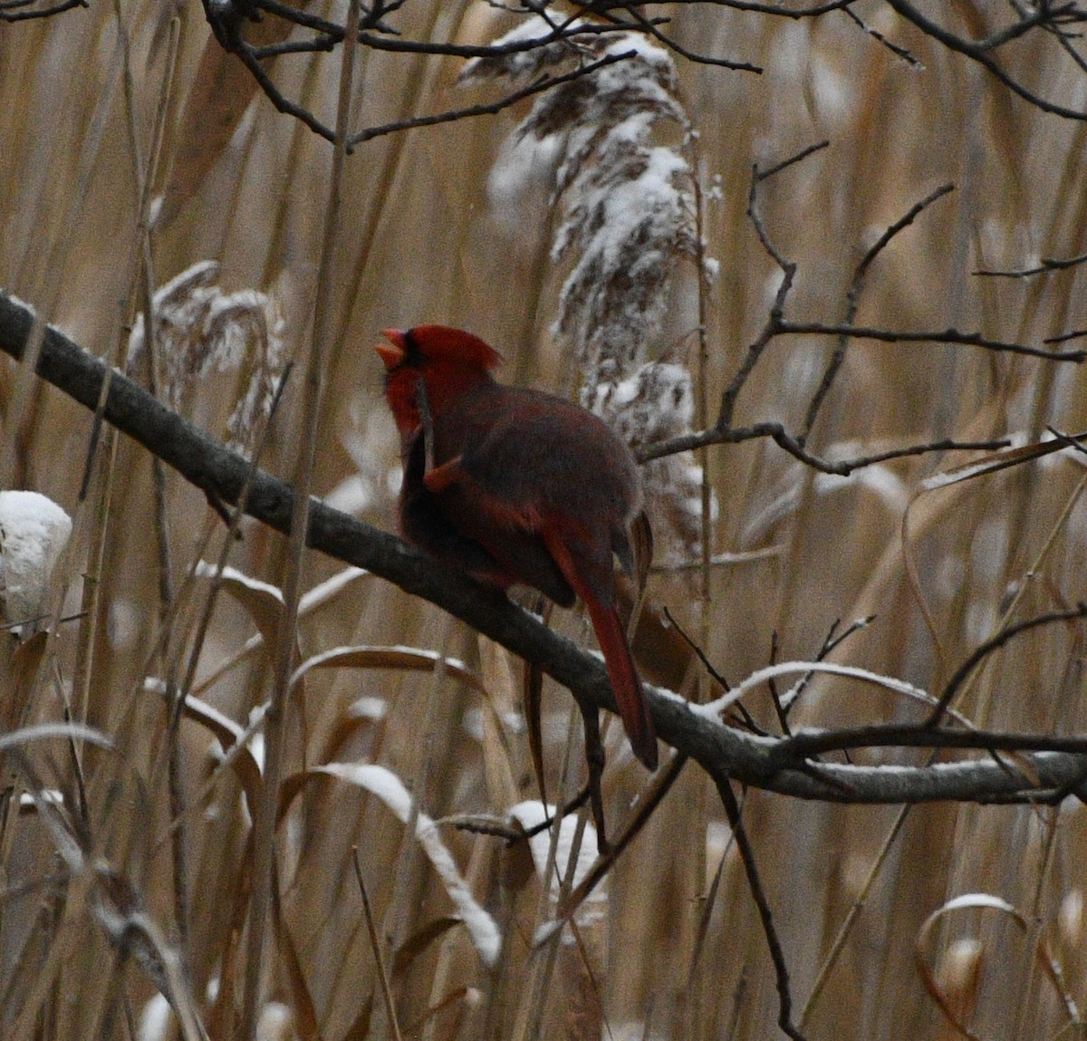 Kırmızı Kardinal - ML646257812