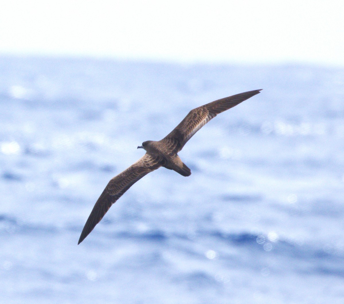Wedge-tailed Shearwater - ML646257816