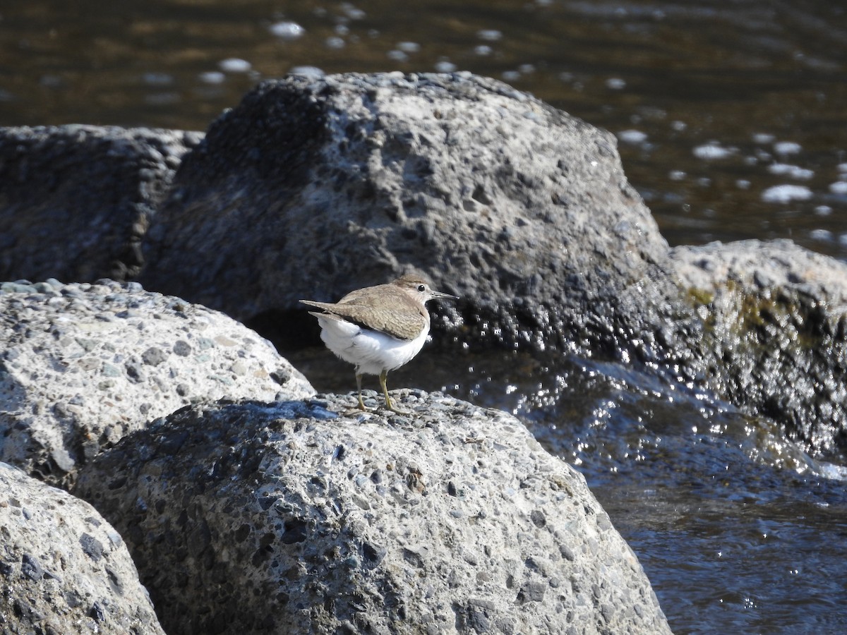 Common Sandpiper - ML646257817