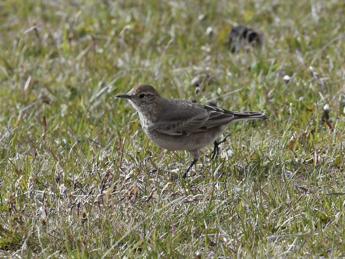Short-billed Miner - ML646257819