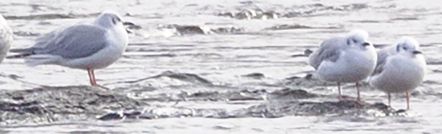 Bonaparte's Gull - ML646257820