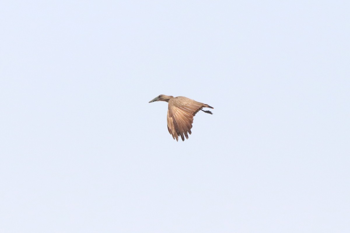 Hamerkop - ML646257822
