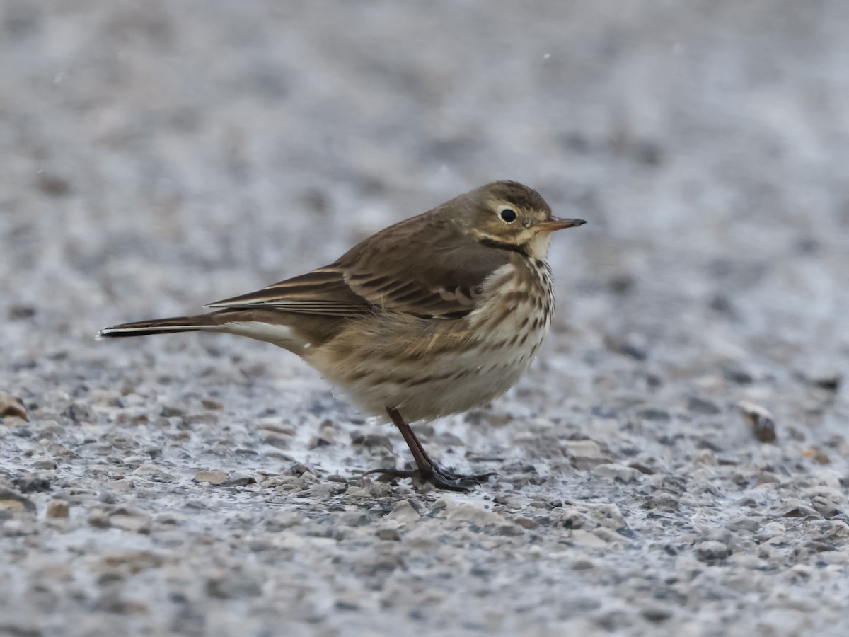 American Pipit - ML646257824