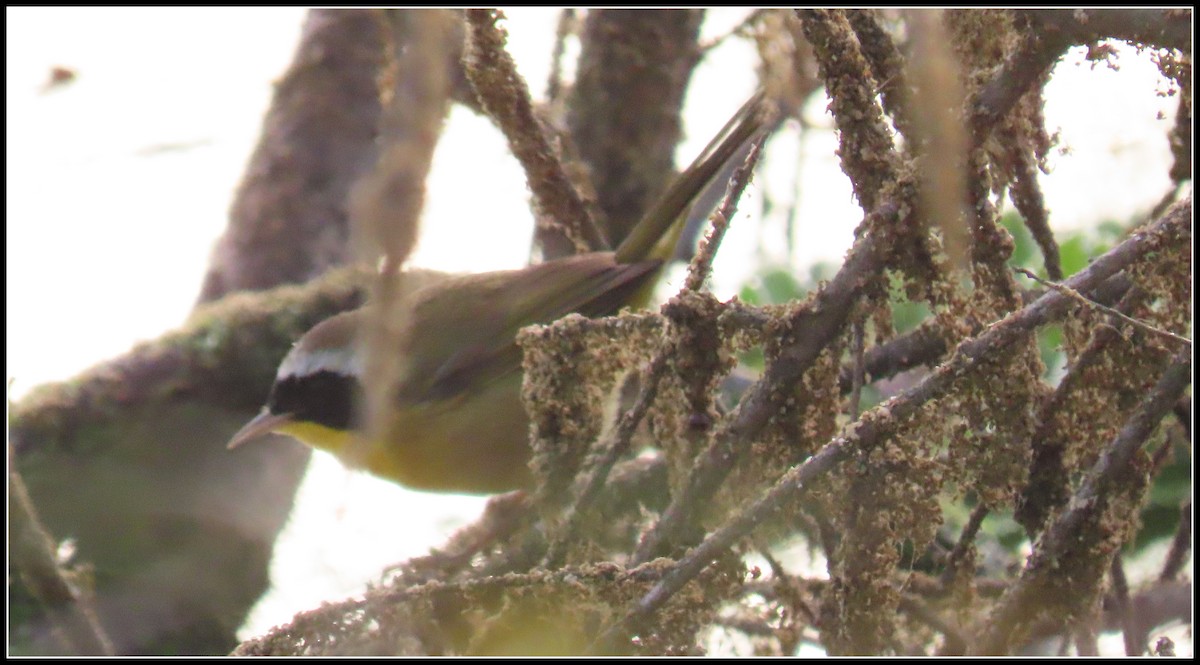 Common Yellowthroat - ML646257825