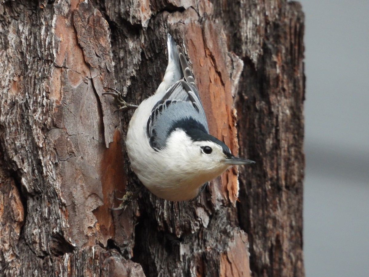 Trepador Pechiblanco - ML646257832