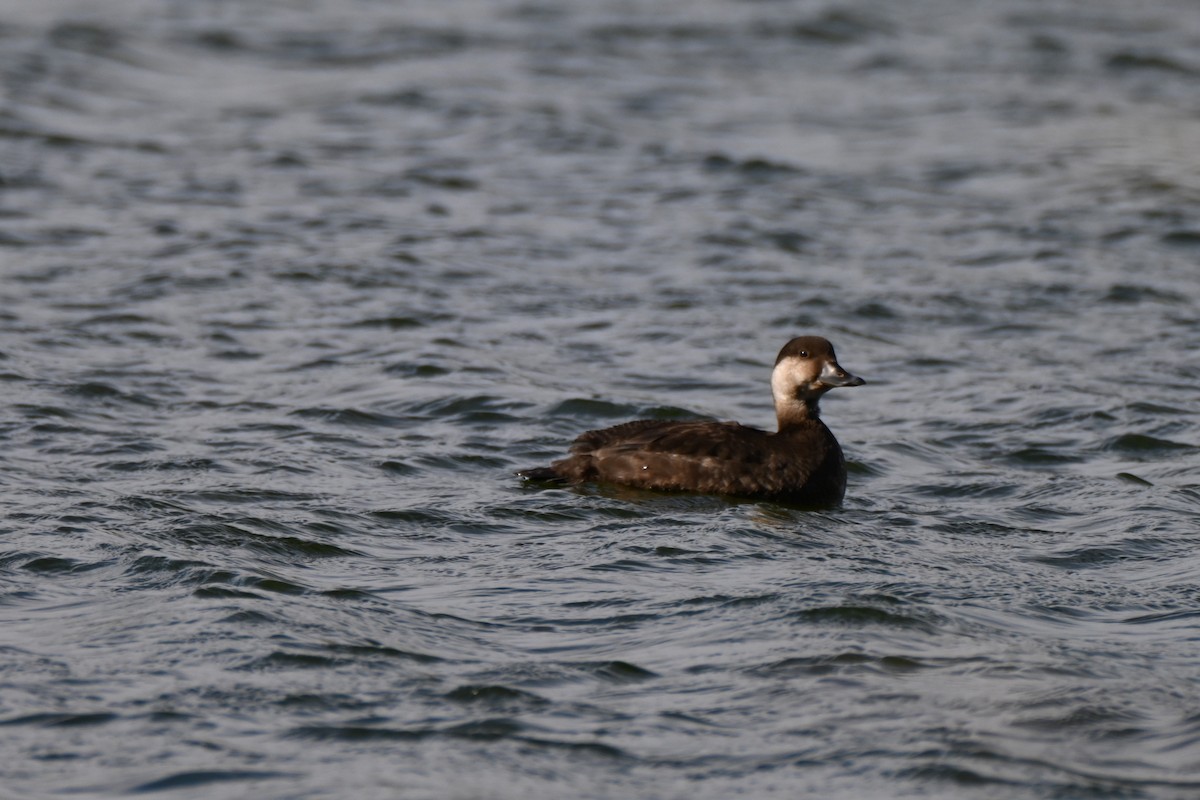 Black Scoter - ML646257833