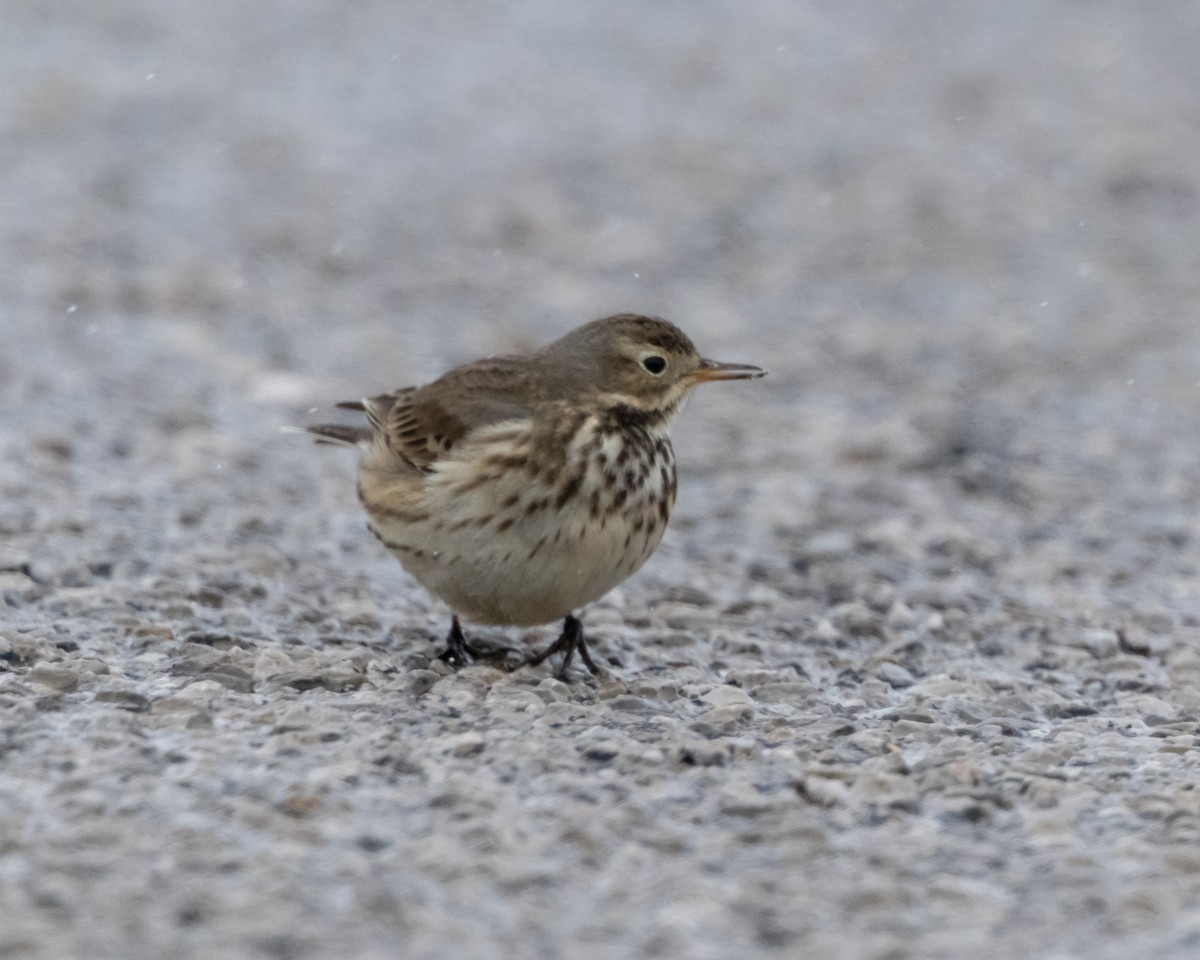 American Pipit - ML646257834