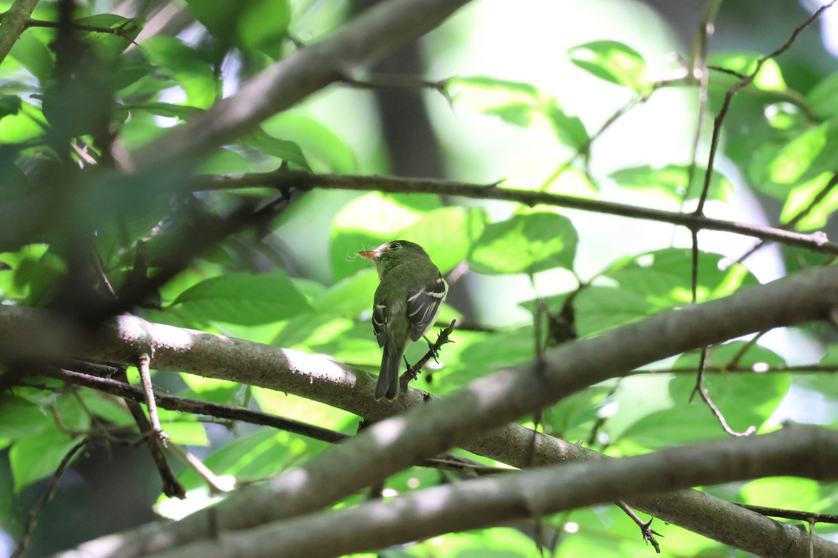 tyranovec žlutobřichý - ML646257836