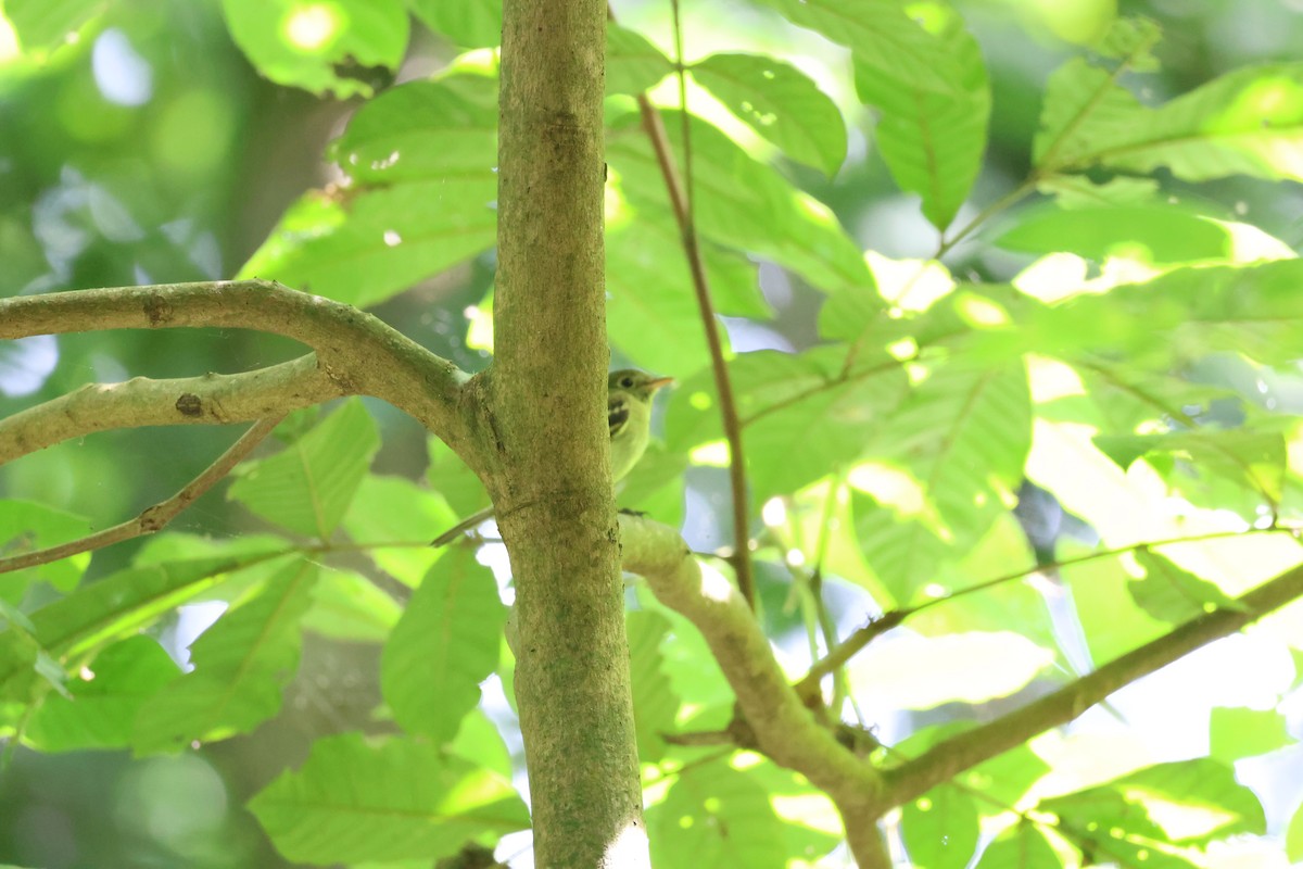 tyranovec žlutobřichý - ML646257837